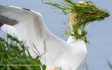 Keď sa príroda usmieva: najlepšie zábery z Nikon Comedy Wildlife Awards 2025