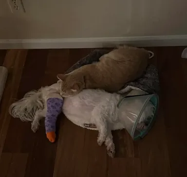 «Moja fenka si zlomila nohu a kocúr prišiel, aby ju utešil»