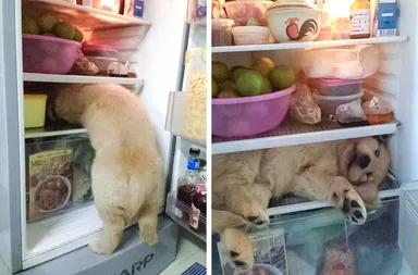 Tento drobec vie, ako sa osviežiť v horúcom dni