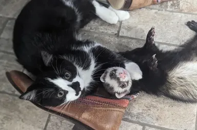 «Moje nové mačiatko a moja fretka sa hneď stali najlepšími priateľmi»