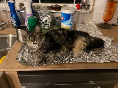 S kocúrom máme tichú dohodu: v mojej prítomnosti nelezie na stôl a ja sa tvárim, že netuším, že tam lezie, keď nie som doma.