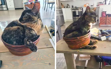 Toto je Oka. Chuderka rozbila svoj obľúbený košík.