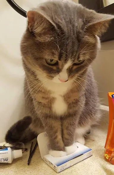 Na veľkosti škatule nezáleží: mačka sa do nej aj tak pokúsi vliezť