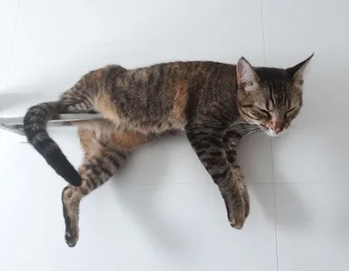 A táto mačička odpočíva na držiaku na uteráky.