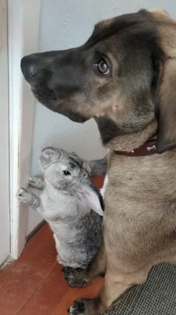 «Abel a Ban Jovi čakajú, kedy niekto otvorí dvere, aby mohli vyjsť von a hrať sa»