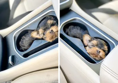 «Našla si nové pohodlné miestečko v mojom aute»