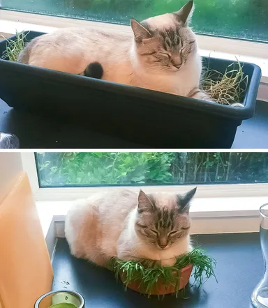 «Luna rada spí v tráve. Presadili sme zeleň do menšieho kvetináča a takto to dopadlo»