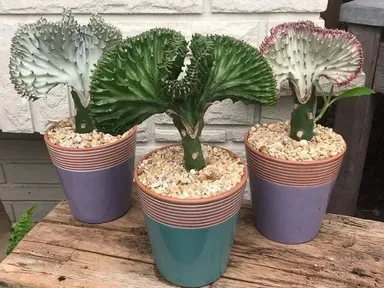 Mliečnik hrebeňovitý (Euphorbia lactea)