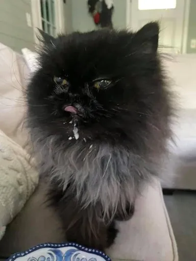 Zožral misku cereálií, len čo som odišiel z izby.