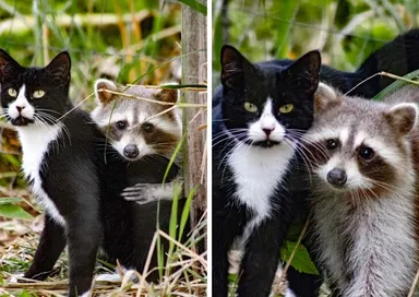 «Podarilo sa mi odfotiť túto dvojicu v našej štvrti. To nie je môj kocúr ani môj mýval»