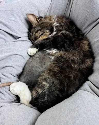 «Môj kocúr a moja potkanka — najlepší priatelia»