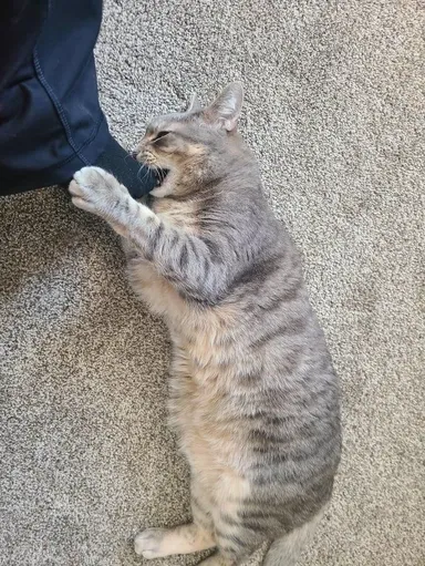 Strážim maminu mačku. Priznávam, už to rozhodnutie ľutujem.