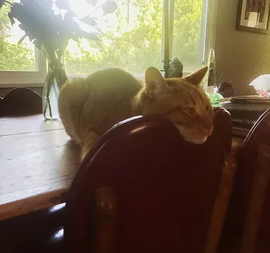 Mysleli sme si, že operadlá týchto stoličiek majú tvar srdca. Ukázalo sa, že majú tvar mačej brady.