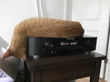 Tu je ešte jeden «kocúr Dalího»