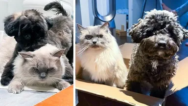 «Jednoducho sa od seba nepohnú»