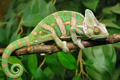 Jemenský chameleón