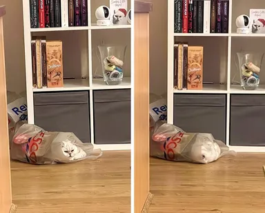 Môj kocúr vliezol do vreca s odpadkami, prevrátil ho a potom... tam jednoducho na 2 hodiny zaspal.