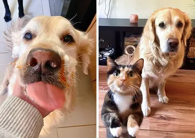 «Neprizná, že oblízal môj tanier, ale dôkazy sú zjavné»