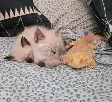 «Moje mačiatka sa spriatelili s jaštericou»