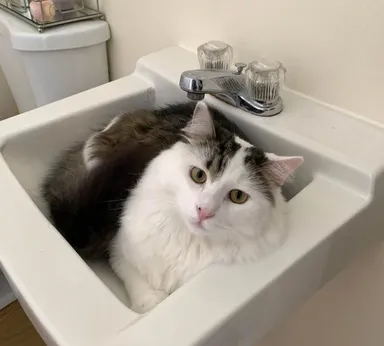 «Tohto chlapíka sme našli na schodisku. Odviezli sme ho do útulku, ale nikto ho nechcel. Teraz býva u nás»