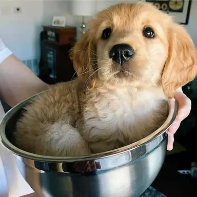 Len šteniatko na tanieri. Listujte ďalej