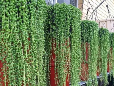 Starček Rowleyho (Senecio rowleyanus)