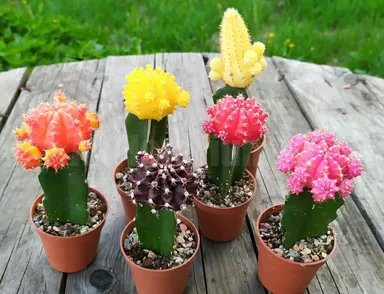 Kaktus Gymnocalycium mihanovichii