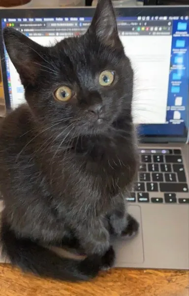 Pokus spraviť s ním online skúšku je sám o sebe skúškou.