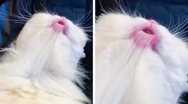 Iní majitelia fotia svojich kocúrikov pekne, a ten môj – takto