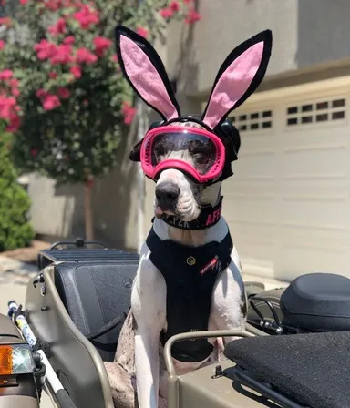 Nemecká doga menom Waffles sprevádza svojho pána na cestách. Postranný vozík motocykla, na ktorom jazdia, je vybavený bezpečnostnými pásmi pre psy, a samotný Waffles má celý šatník na takéto cesty.