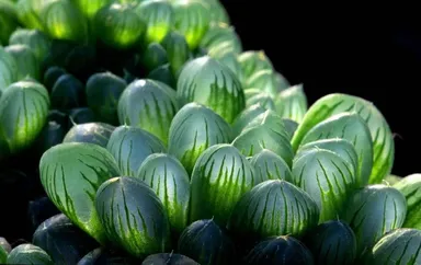 Haworthia Cooperi