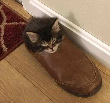 «Prichýlili sme mačiatko a zaspáva na tých najneočakávanejších miestach»