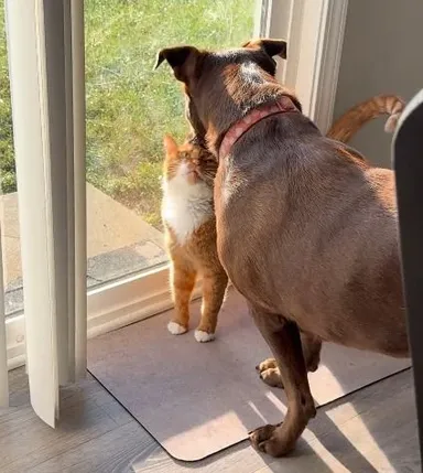 «Zdá sa mi, že mačka mojej mamy je zamilovaná do môjho psa»