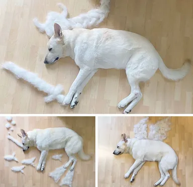 Volám sa Mauglí. Majiteľ tvorí umelecké objekty z mojej srsti, kým spím