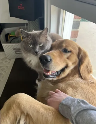 «Moje dievčatko Tilly zbožňuje psov. Tu je vedľa svojho adoptívneho bračeka»