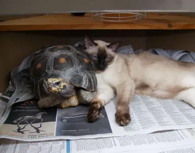 «Aká sladká dvojica!»