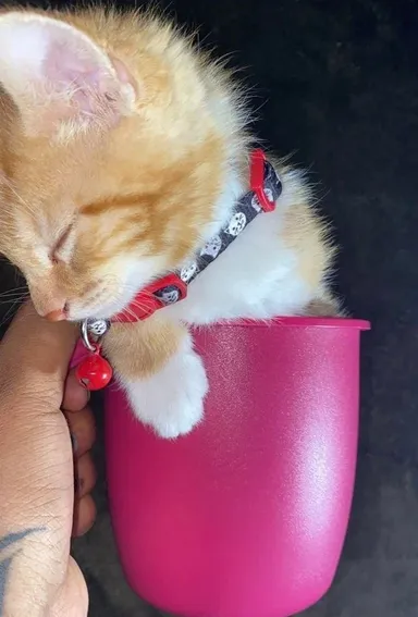 «Mačiatko mojej sestry spí v šálke. Dúfam, že vám to vyčarí úsmev»