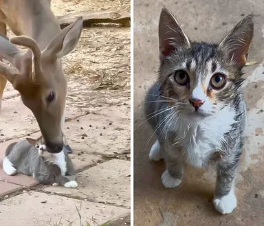 «Jeleň sa rozhodol spriateliť s mojou mačičkou»